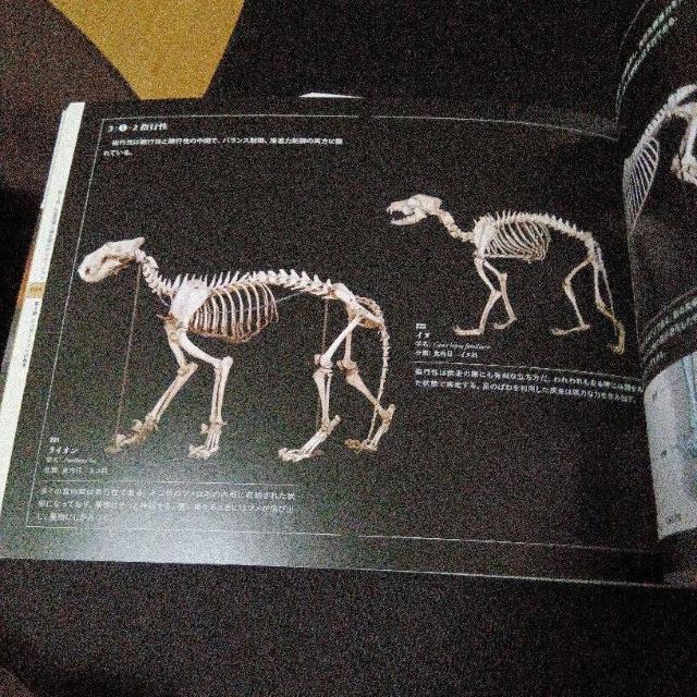 大哺乳類展2 - みんなの生き残り作戦  公式図録 < 本/雑誌  大哺乳類展2 - みんなの生き残り作戦  公式図録 < 本/雑誌の