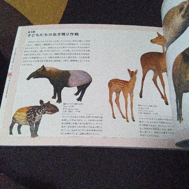 大哺乳類展2 - みんなの生き残り作戦  公式図録 < 本/雑誌  大哺乳類展2 - みんなの生き残り作戦  公式図録 < 本/雑誌の