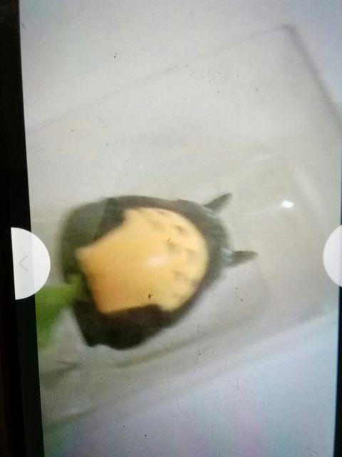 とナりのトとろゆらゆらシャープペン おおととろ < ホビー  とナりのトとろゆらゆらシャープペン おおととろ < ホビーの