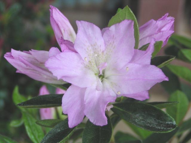 �c�c�W�y�M�w�l�i�L�t�W���j�z12cm�|�b�g  �� �y�b�g/��|/���|�� 