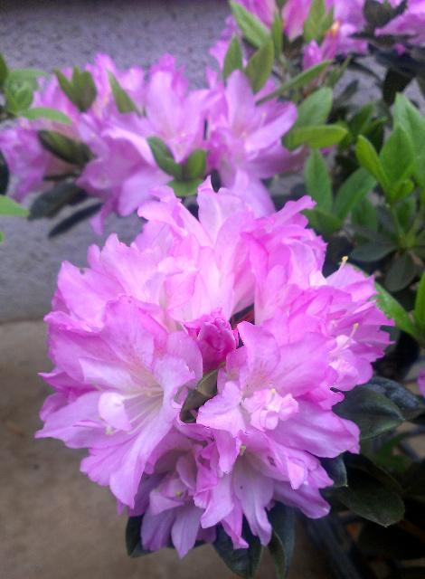 �c�c�W�y�M�w�l�i�L�t�W���j�z12cm�|�b�g �� �y�b�g/��|/���|�� 