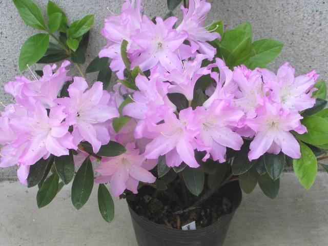 �c�c�W�y�M�w�l�i�L�t�W���j�z12cm�|�b�g �� �y�b�g/��|/���|�� 