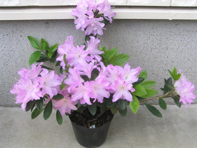 �c�c�W�y�M�w�l�i�L�t�W���j�z12cm�|�b�g �� �y�b�g/��|/���|�� 