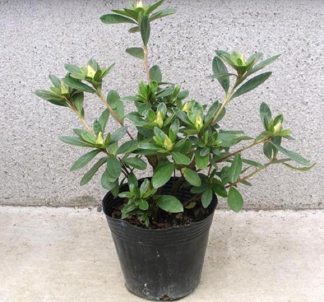 �c�c�W�y�M�w�l�i�L�t�W���j�z12cm�|�b�g �� �y�b�g/��|/���|�� 