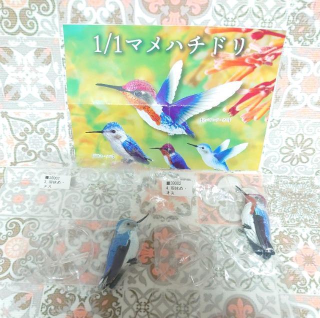 【定形外送料無料】ガチャガチャ○『1/1マメハチドリ』羽休め・オスメスセット < ホビー 【定形外送料無料】ガチャガチャ○『1/1マメハチドリ』羽休め・オスメスセット < ホビーの