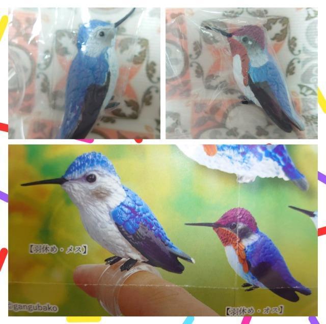 【定形外送料無料】ガチャガチャ○『1/1マメハチドリ』羽休め・オスメスセット < ホビー 【定形外送料無料】ガチャガチャ○『1/1マメハチドリ』羽休め・オスメスセット < ホビーの