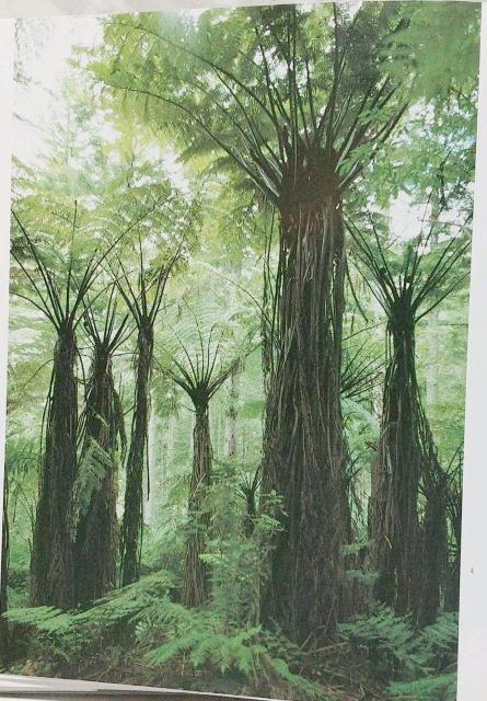 ニュージーランドの写真集 ニュージーランド アオテアロ NEW ZEALAND AOTEARアOA PHOTGAPHS < タレントグッズ  ニュージーランドの写真集 ニュージーランド アオテアロ NEW ZEALAND AOTEARアOA PHOTGAPHS < タレントグッズの