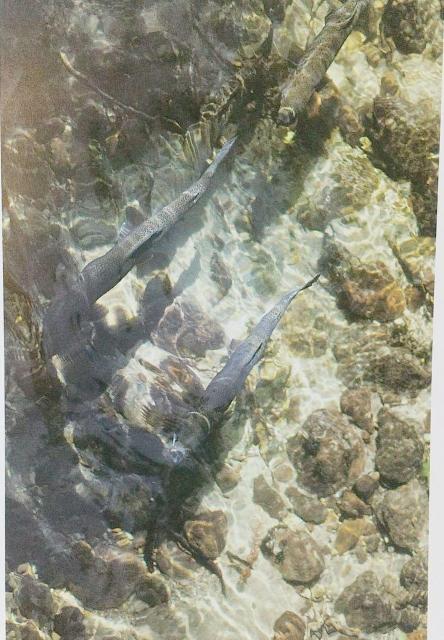 ニュージーランドの写真集 ニュージーランド アオテアロ NEW ZEALAND AOTEARアOA PHOTGAPHS < タレントグッズ  ニュージーランドの写真集 ニュージーランド アオテアロ NEW ZEALAND AOTEARアOA PHOTGAPHS < タレントグッズの