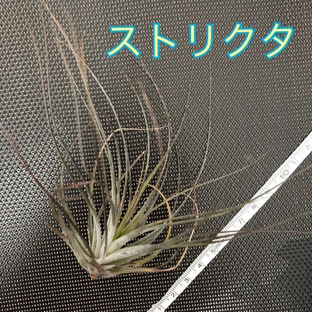 GAvc XgN^ GA[vc ϗtA A   ybg/|/| 