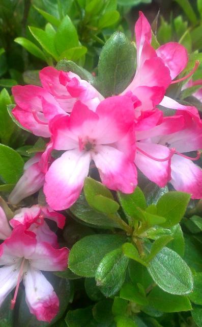 �v���ăc�c�W�y���g�i�N�`�x�j�j�z12cm�|�b�g  �� �y�b�g/��|/���|�� 