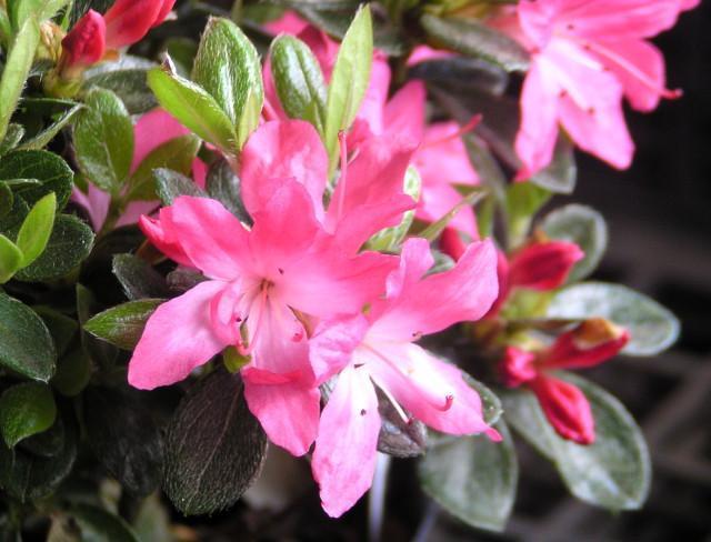 �v���ăc�c�W�y���g�i�N�`�x�j�j�z12cm�|�b�g �� �y�b�g/��|/���|�� 