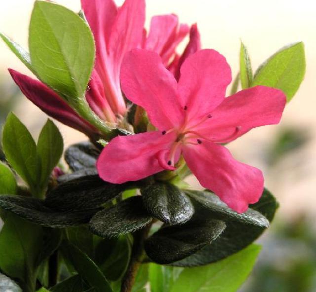 �v���ăc�c�W�y���g�i�N�`�x�j�j�z12cm�|�b�g �� �y�b�g/��|/���|�� 