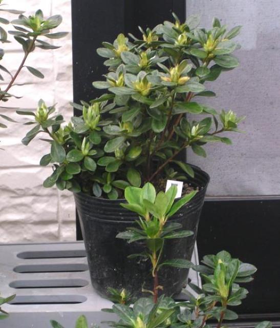 �v���ăc�c�W�y���g�i�N�`�x�j�j�z12cm�|�b�g �� �y�b�g/��|/���|�� 