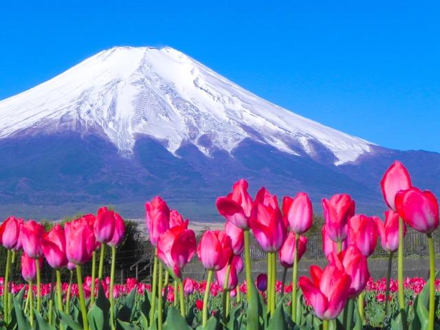世界遺産 富士山とチューリップ畑 写真 A4又は2L版 額付き < ホビー  世界遺産 富士山とチューリップ畑 写真 A4又は2L版 額付き  < ホビーの
