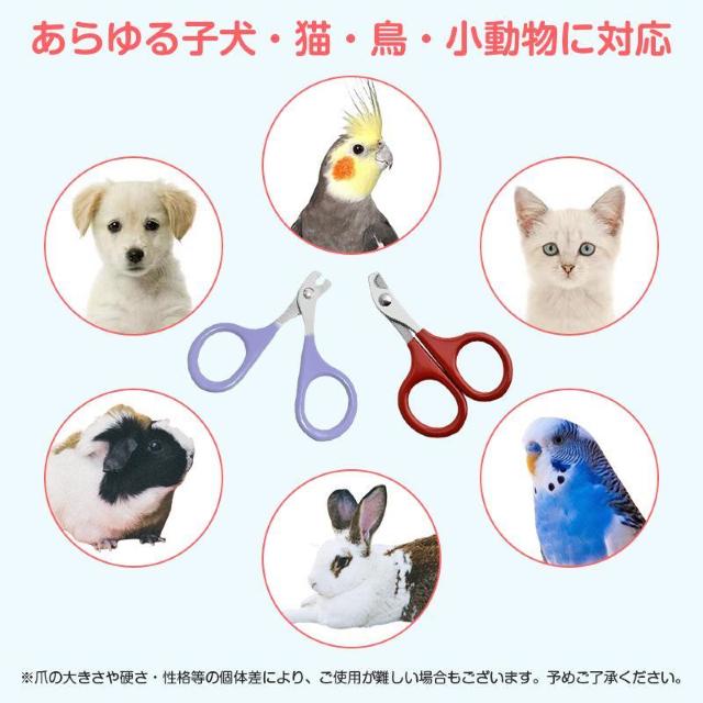 鳥用爪切り 小型 ミニ 爪切り はさみ ペット 猫 鳥 インコ 文鳥 小動物 安全 カーブ刃 ステンレス 簡単 コンパクト 軽量 < インテリア/ライフ 鳥用爪切り 小型 ミニ 爪切り はさみ ペット 猫 鳥 インコ 文鳥 小動物 安全 カーブ刃 ステンレス 簡単 コンパクト 軽量 < インテリア/ライフの
