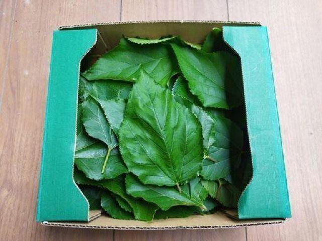 桑の葉100枚(生葉)・無農薬・即決! < グルメ/ドリンク 桑の葉100枚(生葉)・無農薬・即決! < グルメ/ドリンクの