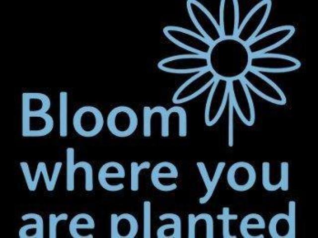 nCNIeB[ TVcԁ@X^bV@@  t@bV 