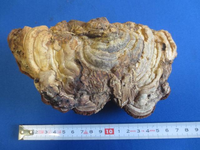 さるのこしかけ 猿の腰掛 B < ヘルス/ビューティー  さるのこしかけ 猿の腰掛 B  < ヘルス/ビューティーの