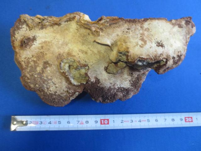 さるのこしかけ 猿の腰掛 B < ヘルス/ビューティー  さるのこしかけ 猿の腰掛 B < ヘルス/ビューティーの