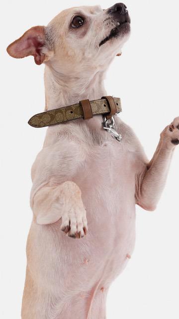【COACH】コーチ/正規品★犬用(首輪)『小型犬(首輪)  Sサイズ』箱入り(新品) < ブランド  【COACH】コーチ/正規品★犬用(首輪)『小型犬(首輪)  Sサイズ』箱入り(新品) < ブランドの