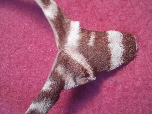 ☆希少アート☆【シマウマの毛皮の腕輪】ブレスレットにも! < ホビー ☆希少アート☆【シマウマの毛皮の腕輪】ブレスレットにも! < ホビーの