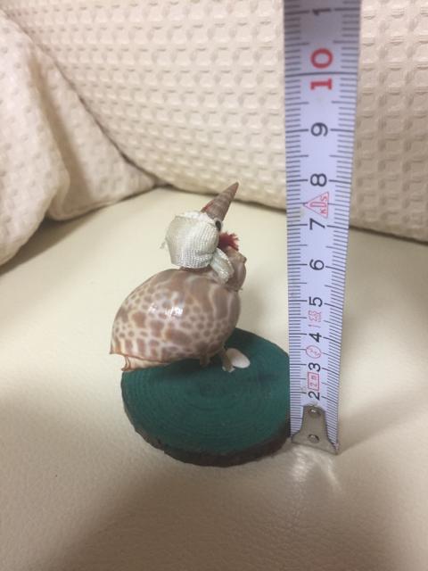 1111.貝細工置物☆ダチョウ < インテリア/ライフ  1111.貝細工置物☆ダチョウ < インテリア/ライフの