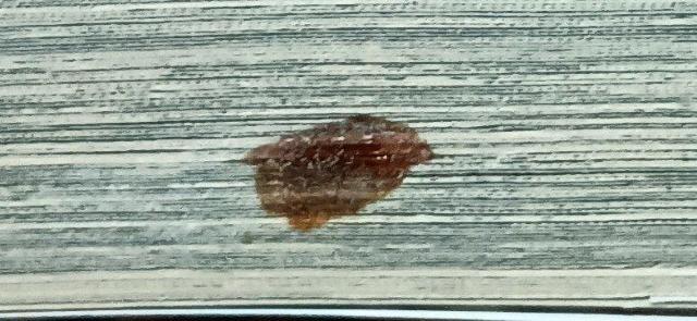 テラフォーマーズ < アニメ/コミック/キャラクター テラフォーマーズ < アニメ/コミック/キャラクターの