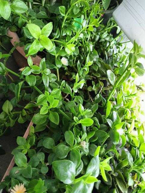 もりもり増える品種 初心者様お勧め! < ペット/手芸/園芸 もりもり増える品種 初心者様お勧め! < ペット/手芸/園芸の