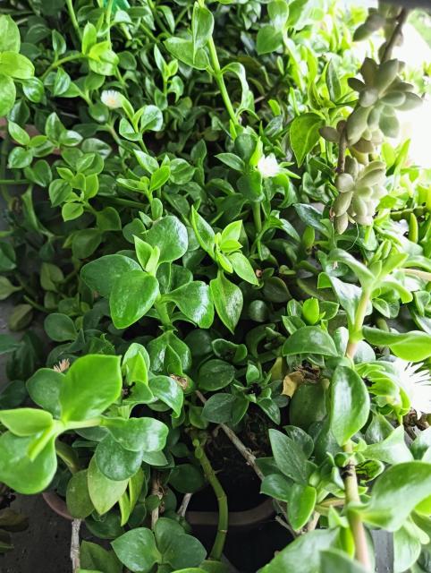 もりもり増える品種 初心者様お勧め! < ペット/手芸/園芸 もりもり増える品種 初心者様お勧め! < ペット/手芸/園芸の