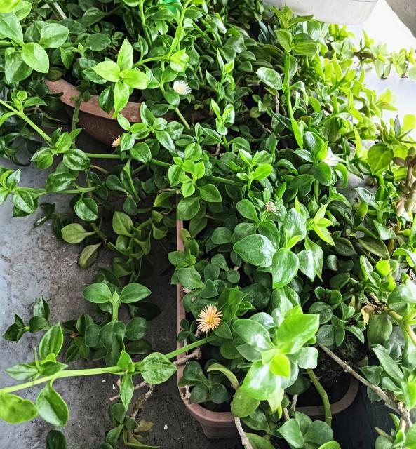 もりもり増える品種 初心者様お勧め! < ペット/手芸/園芸 もりもり増える品種 初心者様お勧め! < ペット/手芸/園芸の