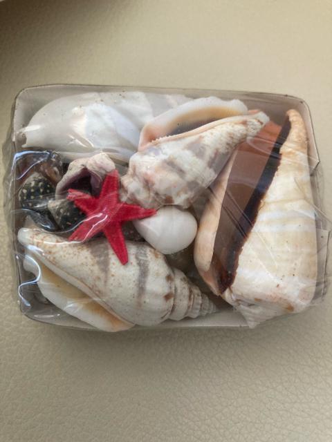 1577.未使用☆貝がら25個 < インテリア/ライフ  1577.未使用☆貝がら25個  < インテリア/ライフの