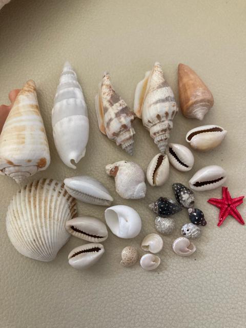 1577.未使用☆貝がら25個 < インテリア/ライフ  1577.未使用☆貝がら25個 < インテリア/ライフの