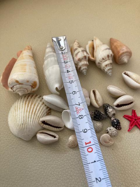 1577.未使用☆貝がら25個 < インテリア/ライフ  1577.未使用☆貝がら25個 < インテリア/ライフの