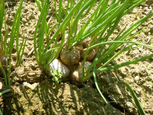 8Zbgʂ˂@ lGӂʂ˂   ybg/|/| 