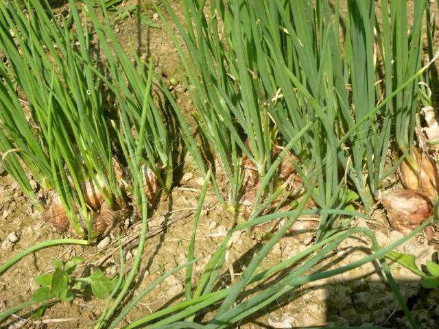 8Zbgʂ˂@ lGӂʂ˂  ybg/|/| 