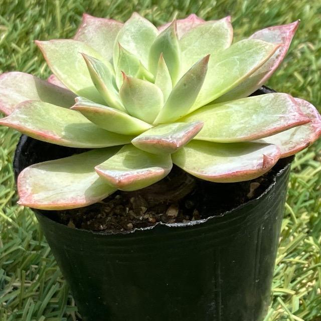 Dt oC`F  A G[c c G[  ybg/|/| 