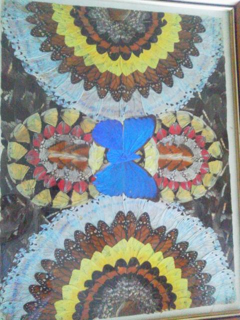 蝶画 蝶葉アート/羽絵/バタフライアート/額装(サイズ:40×50×3p) < ホビー  蝶画 蝶葉アート/羽絵/バタフライアート/額装(サイズ:40×50×3p)  < ホビーの