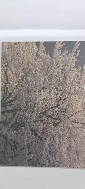 ポストカード 桜 A(新品) < インテリア/ライフ ポストカード 桜 A(新品) < インテリア/ライフの