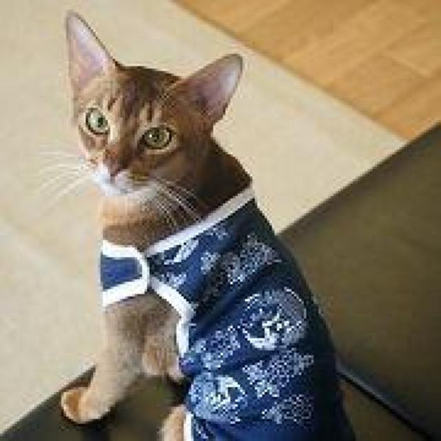 猫服 和柄ランニングキャット SS ブルー★新品 < ペット/手芸/園芸  猫服 和柄ランニングキャット SS ブルー★新品 < ペット/手芸/園芸の