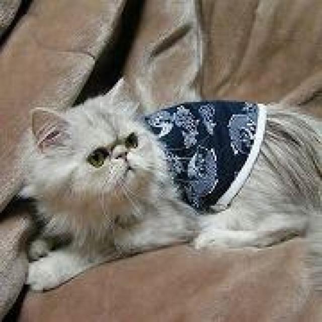猫服 和柄ランニングキャット SS ブルー★新品 < ペット/手芸/園芸  猫服 和柄ランニングキャット SS ブルー★新品 < ペット/手芸/園芸の