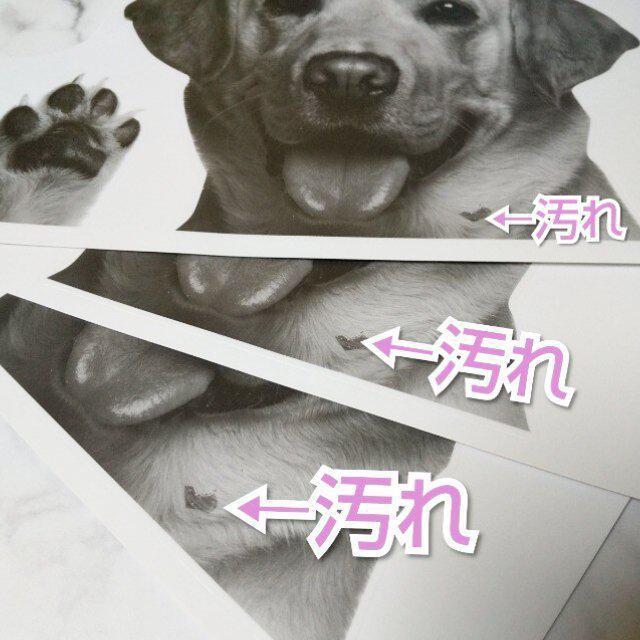 貼りなおし可能!!DOG WALLSTICKER-ウォールステッカー★ゴールデ < インテリア/ライフ  貼りなおし可能!!DOG WALLSTICKER-ウォールステッカー★ゴールデ < インテリア/ライフの