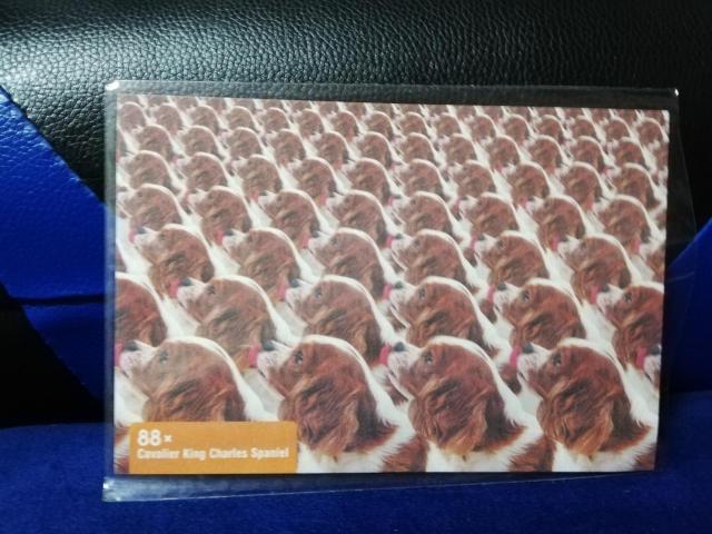 【ポストカード】THE DOG CLUB < ホビー 【ポストカード】THE DOG CLUB < ホビーの