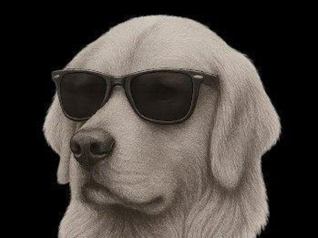 ハイクオリティー Tシャツイヌモノクロイラスト ペン画風アート スタイリッシュアニマルデザイン < 女性ファッション ハイクオリティー Tシャツイヌモノクロイラスト ペン画風アート スタイリッシュアニマルデザイン < 女性ファッションの