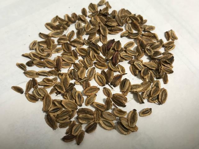 ヒュウガトウキ(日本山人参)の種200粒以上(発芽確認済み!) < ペット/手芸/園芸 ヒュウガトウキ(日本山人参)の種200粒以上(発芽確認済み!) < ペット/手芸/園芸の