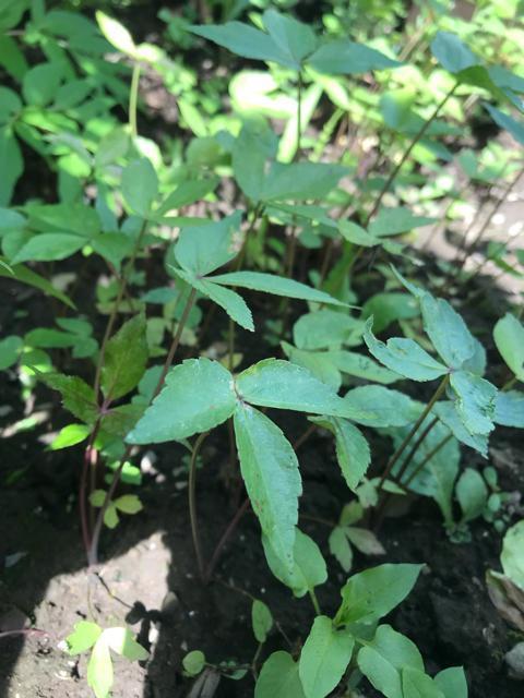 ヒュウガトウキ(日本山人参)の種200粒以上(発芽確認済み!) < ペット/手芸/園芸 ヒュウガトウキ(日本山人参)の種200粒以上(発芽確認済み!) < ペット/手芸/園芸の