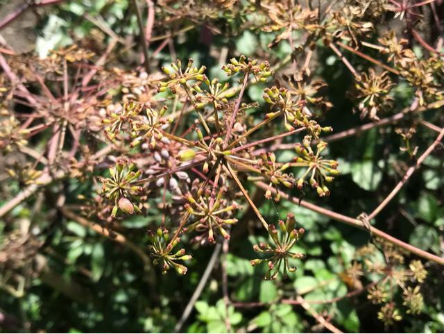 ヒュウガトウキ(日本山人参)の種200粒以上(発芽確認済み!) < ペット/手芸/園芸 ヒュウガトウキ(日本山人参)の種200粒以上(発芽確認済み!) < ペット/手芸/園芸の