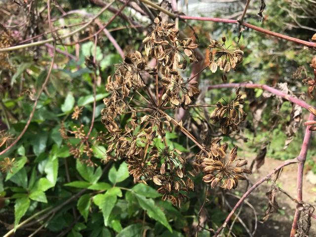 ヒュウガトウキ(日本山人参)の種200粒以上(発芽確認済み!) < ペット/手芸/園芸 ヒュウガトウキ(日本山人参)の種200粒以上(発芽確認済み!) < ペット/手芸/園芸の
