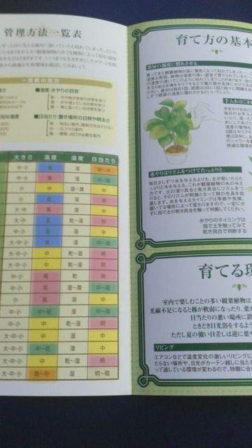 ガーデニング、観葉植物の楽しみ方冊子 < ペット/手芸/園芸  ガーデニング、観葉植物の楽しみ方冊子 < ペット/手芸/園芸の