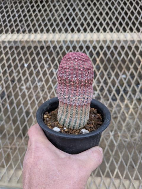 サボテン、紫太陽 < ペット/手芸/園芸  サボテン、紫太陽 < ペット/手芸/園芸の