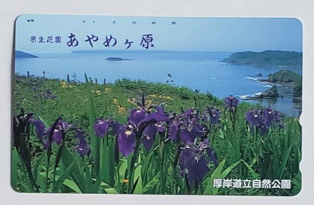 厚岸道立自然公園 原生花園 あやめヶ原 < ホビー  厚岸道立自然公園 原生花園 あやめヶ原  < ホビーの